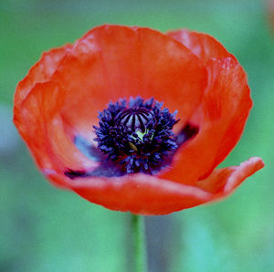 Close-up of red flower blooming outdoors