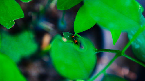 Close-up of insect on leaf