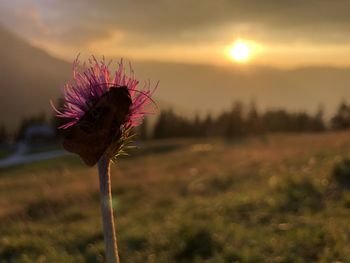 Close-up of red flowering plant on field against sky during sunset