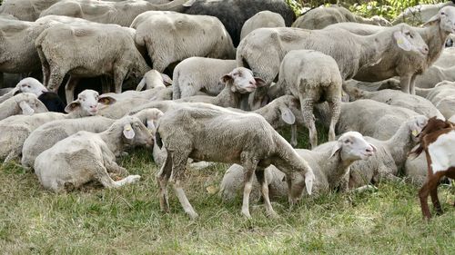 Sheep in a field