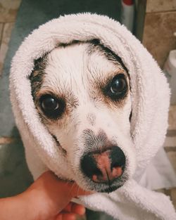 Close-up portrait of a dog