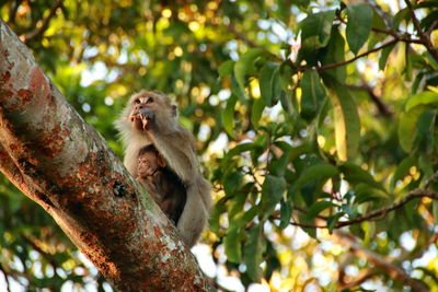 Low angle view of monkey on tree