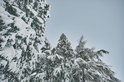 Low angle view of pine tree against sky during winter