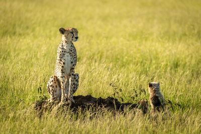 Cheetah with cubs on grass