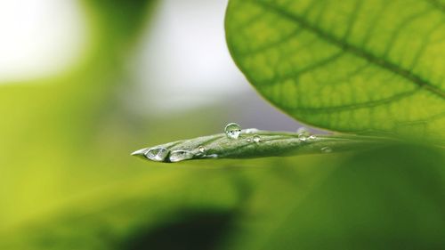 Close-up of raindrops on leaf