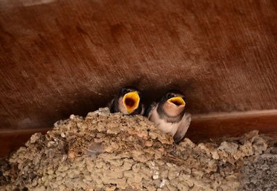 Close-up of young swallows in nest