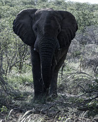 View of elephant in forest