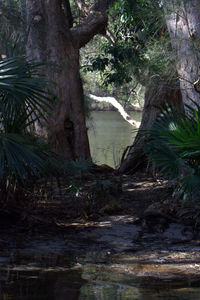 Trees by lake in forest