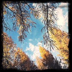 Low angle view of trees against cloudy sky