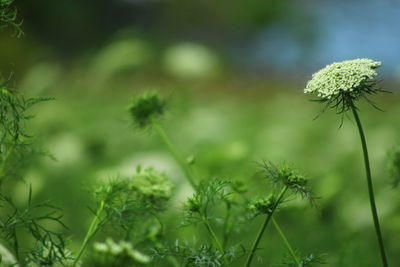 High angle view of green flower growing in garden