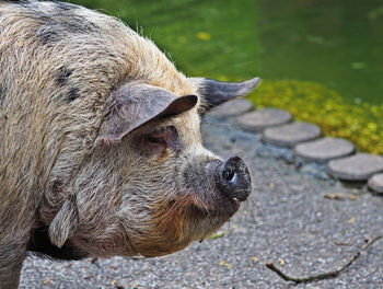 Side view of the head of a sow.