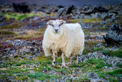 Portrait of sheep standing on grass