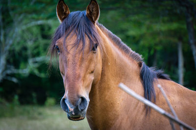 Horse in ranch - horse portrait front 