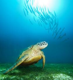 Fish swimming in sea