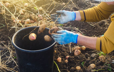 A farmer woman collects potatoes in a bucket. work in the farm field. pick, sort and pack vegetables