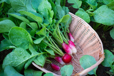 High angle view of leaves in basket