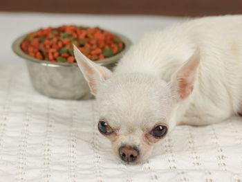 Close-up portrait of a dog