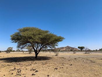 Tree on desert against clear blue sky