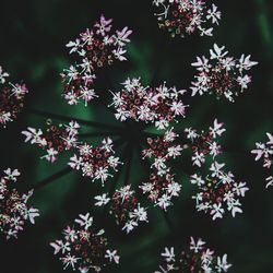 Close-up of flowers blooming on tree