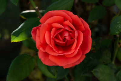 Close-up of red rose