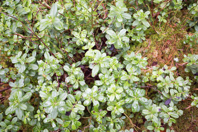 Close-up of plants
