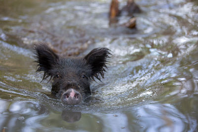 Portrait of dog swimming in lake