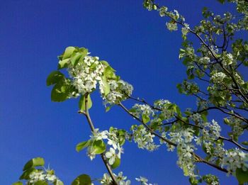 Low angle view of tree against clear blue sky