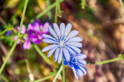 Close-up of purple flowering plant
