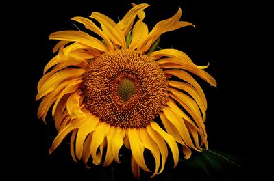 Close-up of sunflower against black background