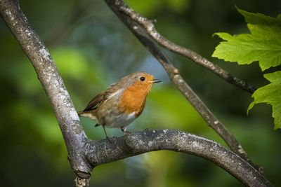 Close-up of bird perching on branch