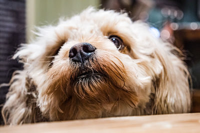 Close-up portrait of a dog