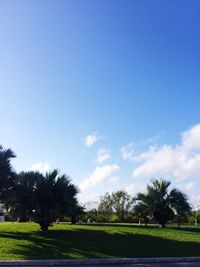 Scenic view of grassy field against blue sky