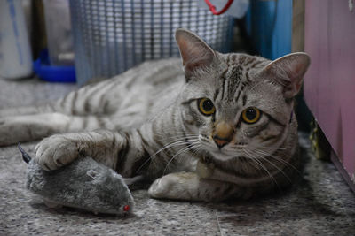 Cat is laying on the floor with its toy.