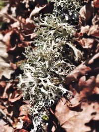 Close-up of leaves