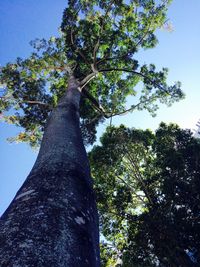 Low angle view of trees against sky