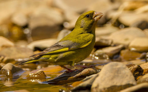 Close-up of bird perching on rock