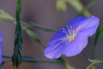 Close-up of purple flowering plant