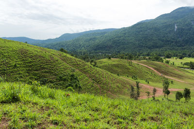 High angle view of green landscape