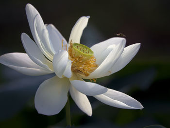 Beautiful lotus flower