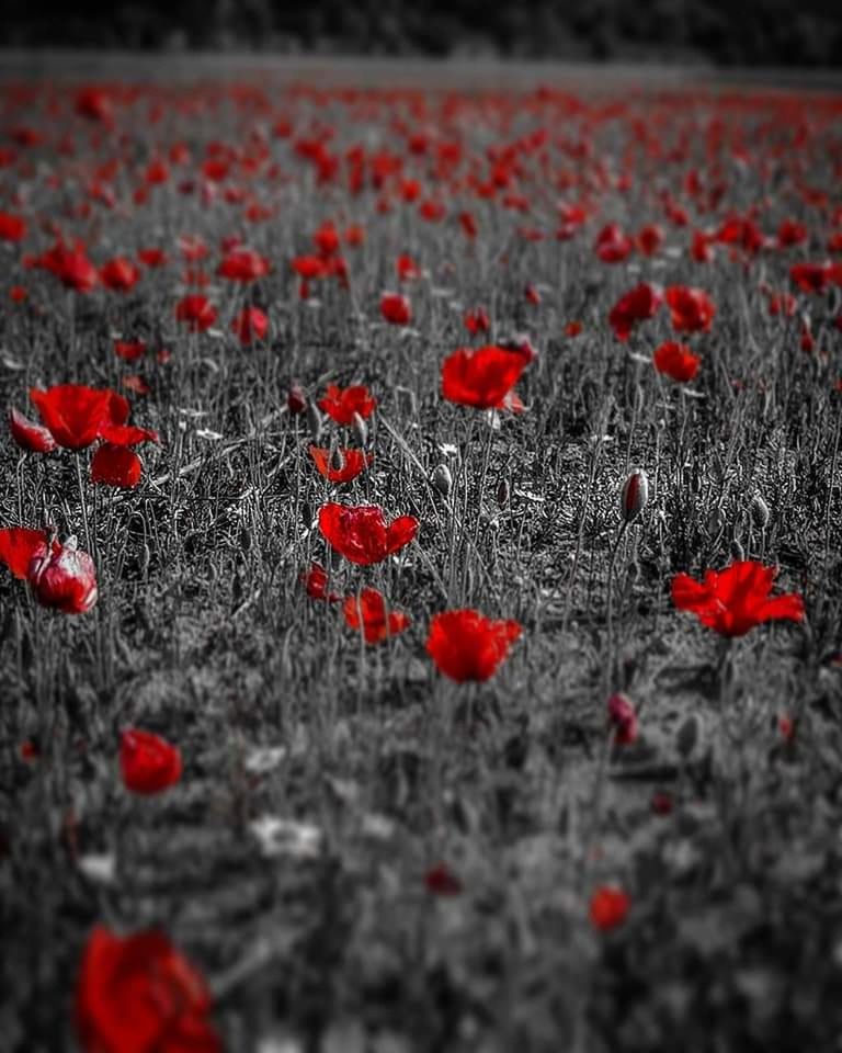 red, selective focus, no people, flower, freshness, beauty in nature, growth, flowering plant, close-up, nature, plant, day, outdoors, petal, fragility, poppy, vulnerability, field, fruit, orange color, surface level