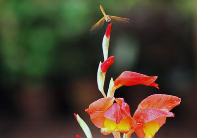 Close-up of red rose flower