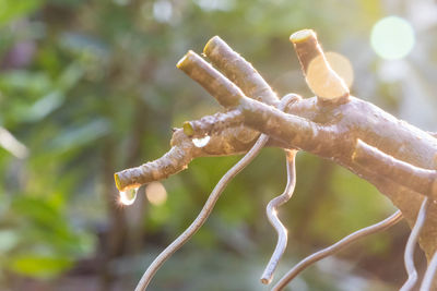 Close-up of plant on branch