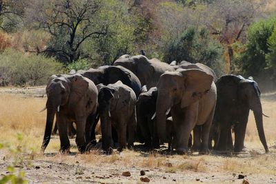 View of elephant in forest