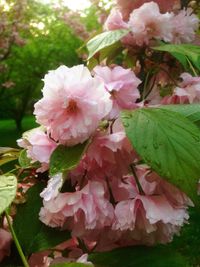 Close-up of pink flowers