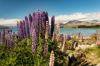 Scenic view of sea and purple flowering plants against sky