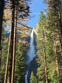 Panoramic view of pine trees in forest against sky