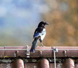 Close-up of bird perching on roof