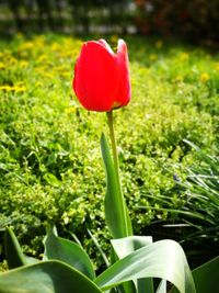 Close-up of flower growing in field