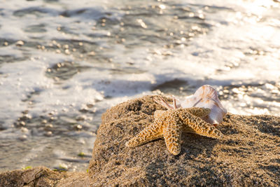 View of lizard on rock