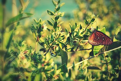 Close-up of insect on plant